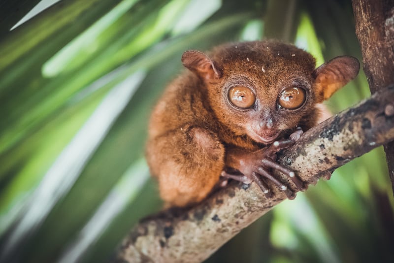 Endangered Tarsier in Bohol Tarsier Sanctuary