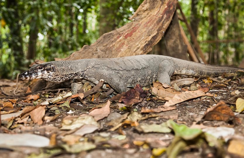 Sabang Jungle