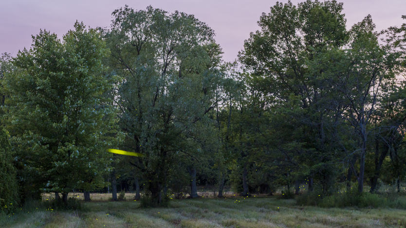 Firefly watching at night
