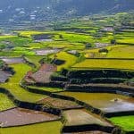 Rice Terraces of Sagada