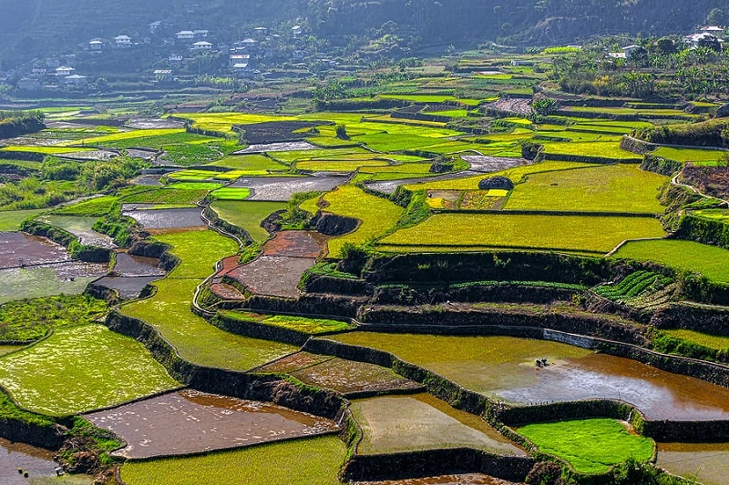 Rice Terraces of Sagada