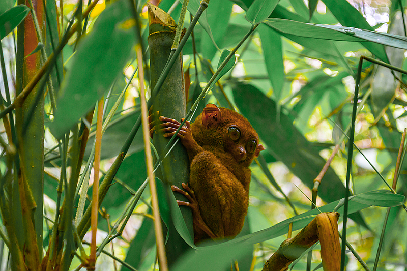 A Tarsier in The Philippine Tarsier Sanctuary