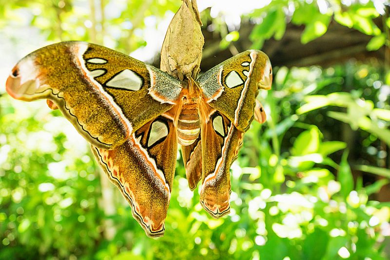 he Bohol Habitat Conservation Center