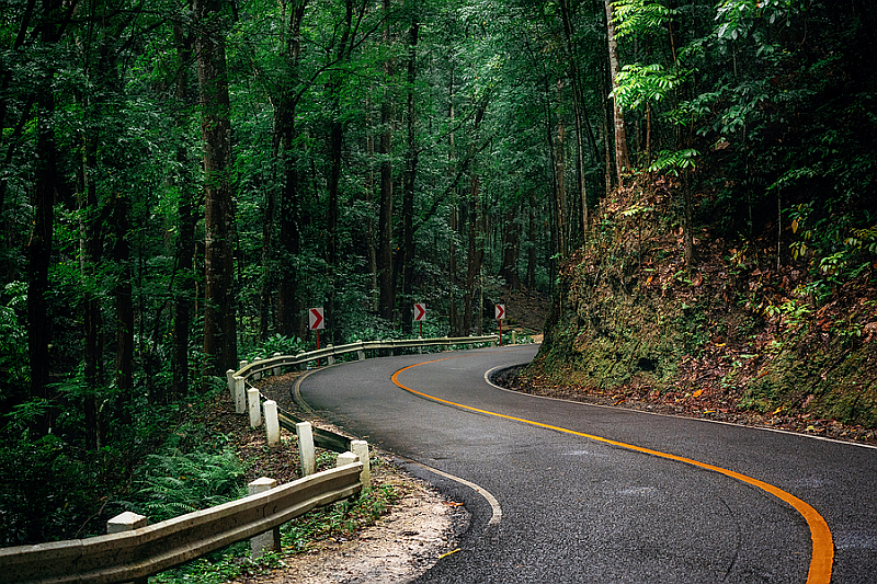 The man-made Mahogany Forest