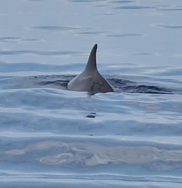 dolphin camote