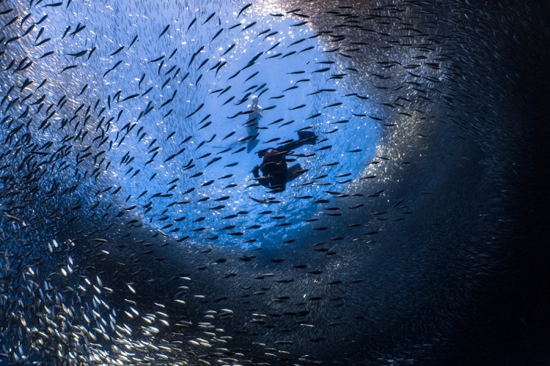 Moalboal Sardine Run