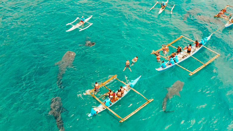 Whale Sharks At Oslob