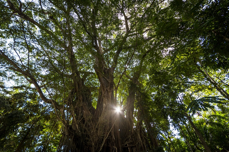 old balete tree Siquijor