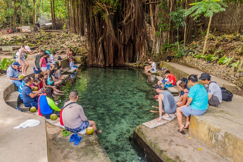 Fish spa at the Balete Tree, Siquijor