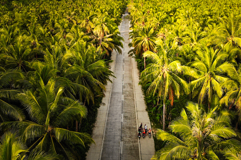 Palm Tree Road Siargao