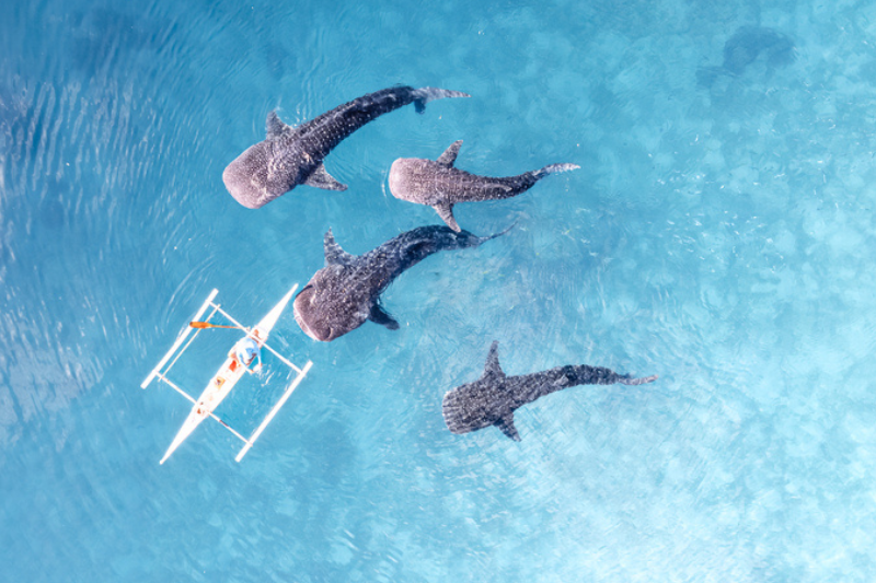 Oslob whale sharks in Cebu