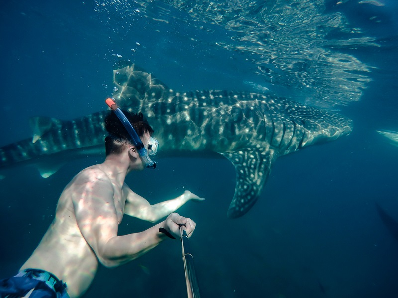 man snorkeling with whale sharks in Oslob Cebu