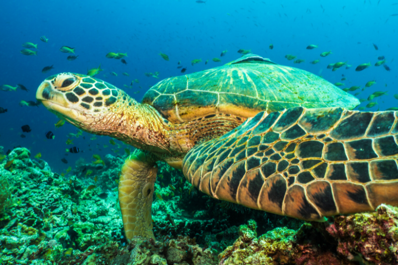 sea turtle in Bohol