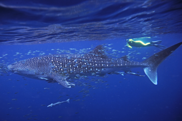 snorkeling with whale sharks in Oslob Cebu