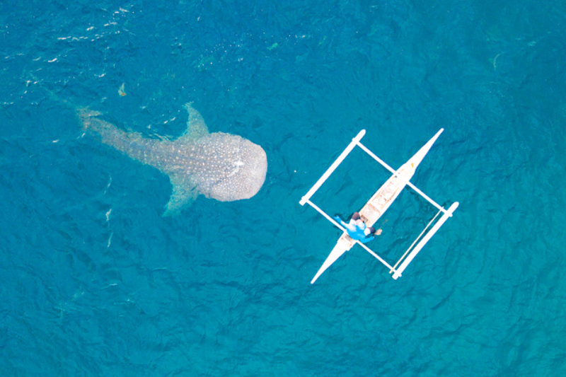whale shark and boat in Oslob Cebu