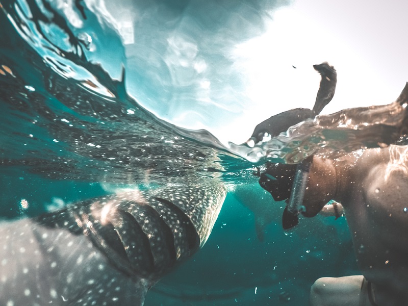 whale shark watching at Oslob Cebu